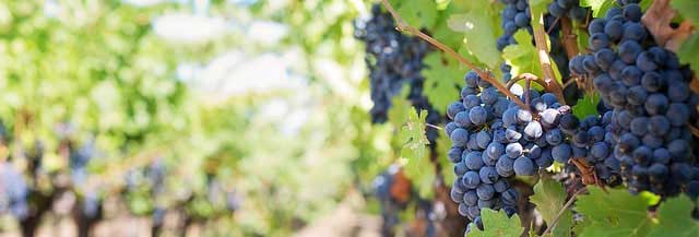 短信连环呼叫软件